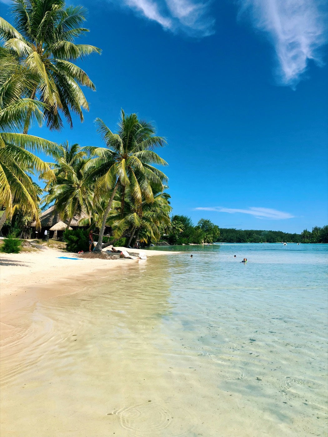 Coconut palms beside the clear shallow water and sandy beach of Moorea, French Polynesia