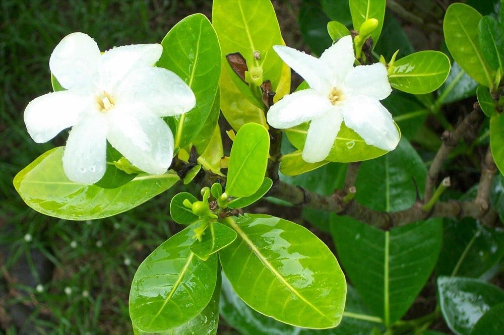 Fresh white Gardenia taitensis flowers with droplets on their petals and green leaves